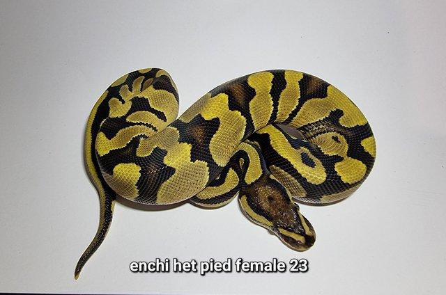 Image 9 of Royal Ball Pythons - Multiple available