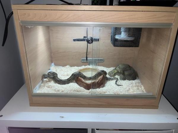 Image 2 of 9 month old male boa for sale