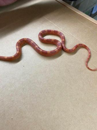 Image 5 of Low white hypo blood pied corn snake £150 Female