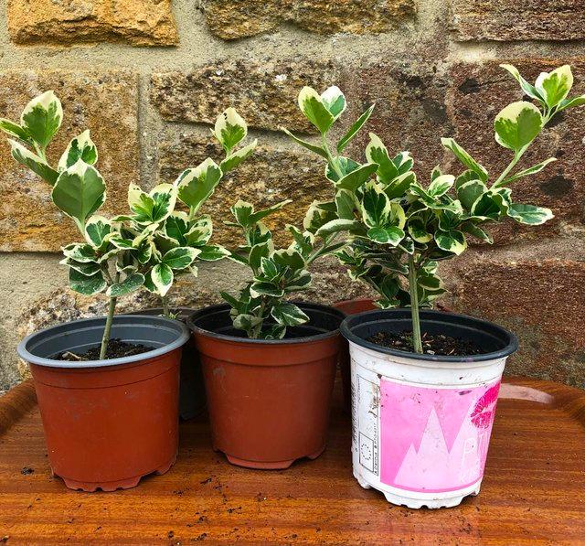 Preview of the first image of EUONYMUS PERENNIAL PLANTS, POTTED UP.
