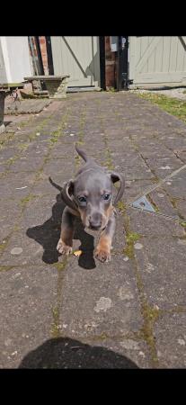 Image 13 of *3 Left* Miniature Dachshund Puppies