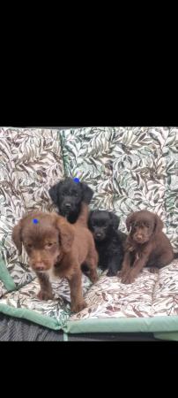 Image 6 of JACKAPOO PUPPIES AVAILABLE
