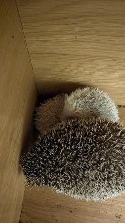 Image 3 of Beautiful hoglets unsexed reduced price