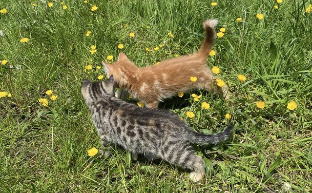 Image 11 of Mixed Maine Coon Ginger Female and Tabby Female Kittens