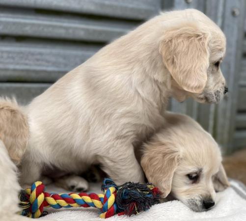 Image 5 of Fully Vaccinated KC Registered Golden Retriever Puppies