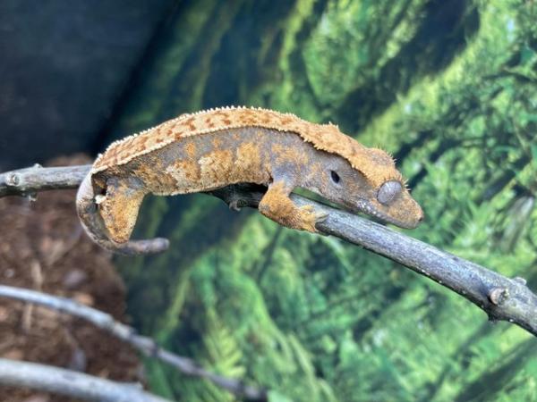 Image 3 of Unsexed juvenile 95% pin crested gecko