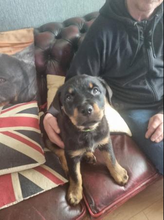 Image 7 of Beautiful Rottweiler puppies for Sale