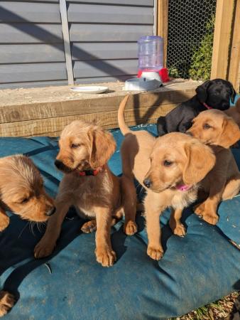 Image 9 of Red Labradoodle puppies