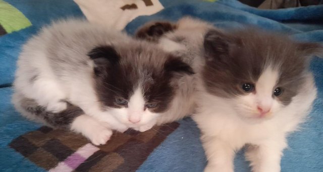 Image 16 of GCCF&TICA Registered Pedigree Maine Coon Kittens