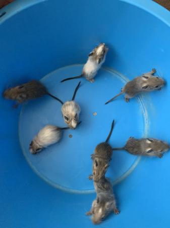 Image 7 of Female Baby Degus Agouti, white patchy, Blue