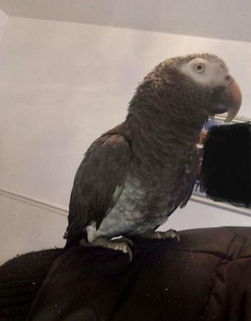Image 4 of African grey brilliant talker inc cage toys