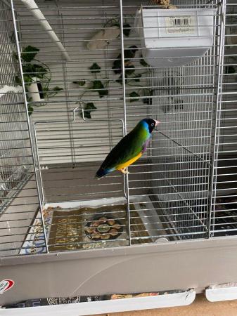 Image 3 of Tow pair of gouldian finch for sale