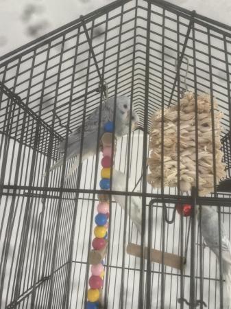 Image 5 of Baby budgies for sale semi tame