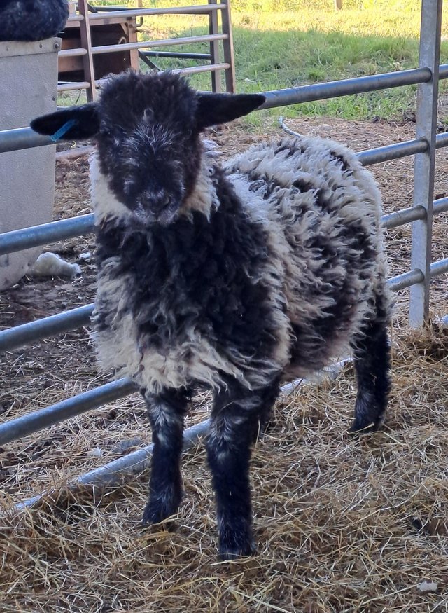 Preview of the first image of Valais Blacknose x lambs.