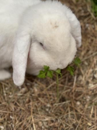 Image 5 of French lop doe for sale