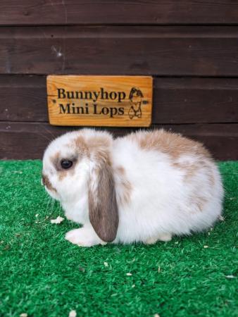 Image 1 of Miniature Lop Baby Rabbits available now
