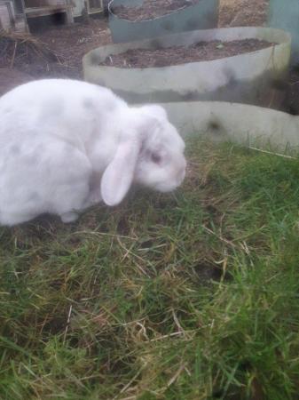 Image 9 of 2 young mini lops buck for sale £40 each