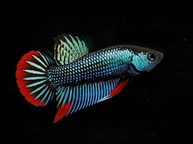 Preview of the first image of F1 Betta Imbellis pairs (peaceful fighting fish).