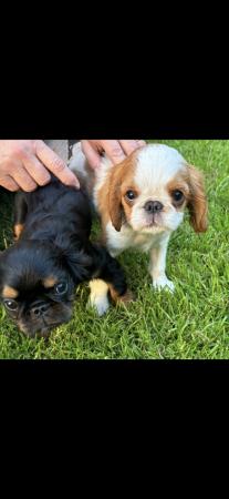 Image 4 of King Charles Spaniel Puppies