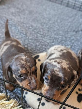 Image 3 of Miniature dachshund pups