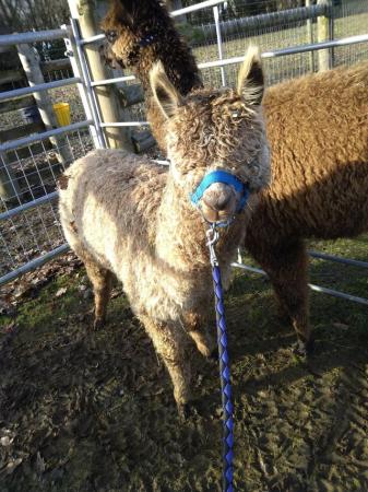 Image 3 of 2 male Alpaca weanlings 11 months old for sale