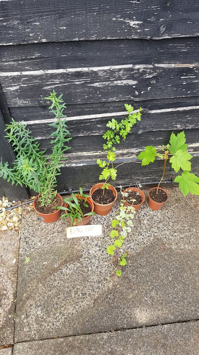 Preview of the first image of Plants for sale x 5 £1.50 each.