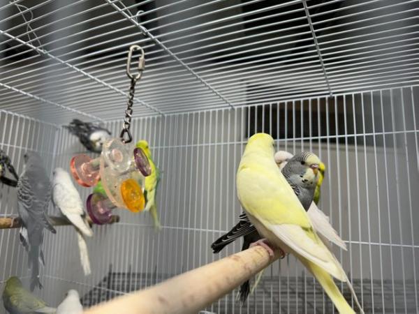 Image 2 of Beautiful Baby Budgies for sale