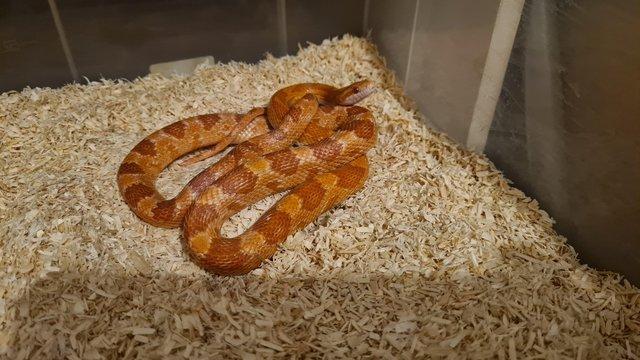 Preview of the first image of Juvenile amel cornsnake for sale.