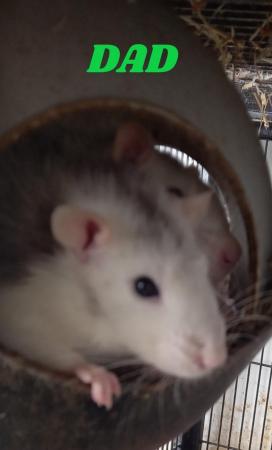 Image 3 of Young female rats ready for rehome (Glasgow)