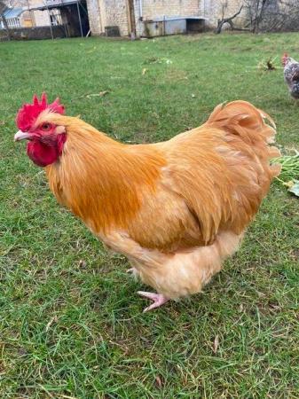 Image 2 of For Sale 2 Purebred large fowl cockerels