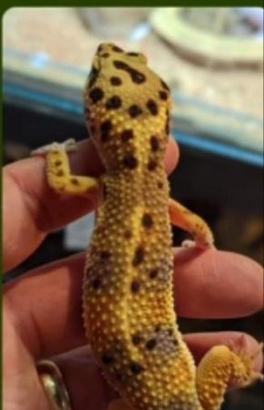 Image 6 of Leopard Geckos - Various Morphs