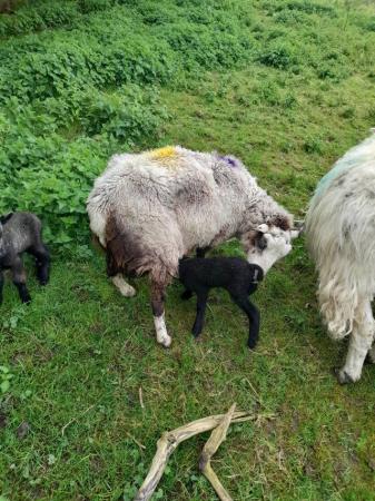 Image 3 of 2 shetland ewe lambs and 1 shetland shearling ewe