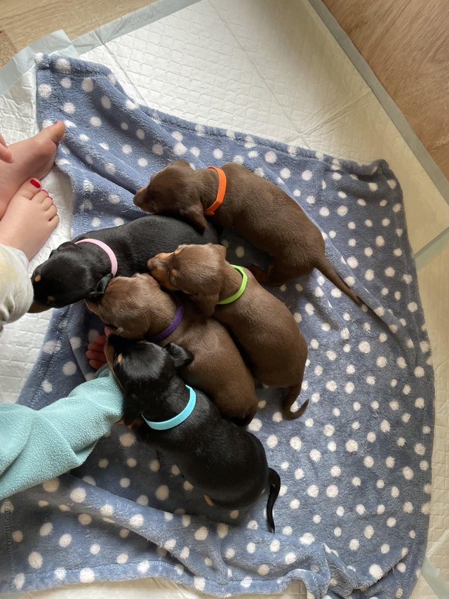 Preview of the first image of Beautiful Girl Dachshunds.