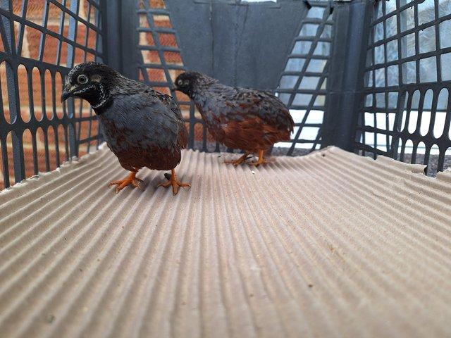 Preview of the first image of FREE 2 x chinese painted quails.