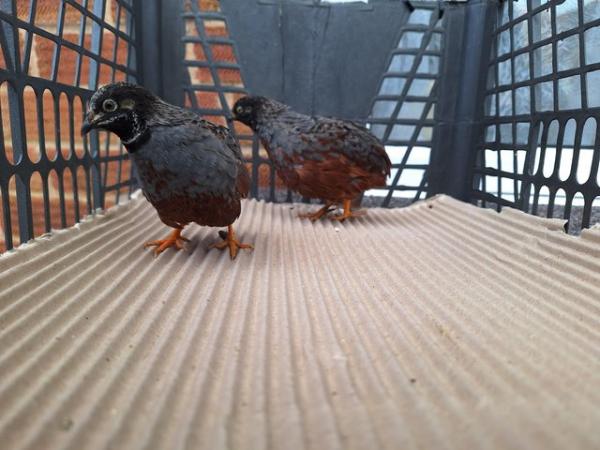 Image 1 of FREE 2 x chinese painted quails