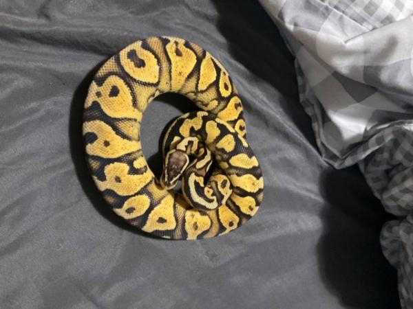 Image 5 of Ball pythons for rehome Plymouth