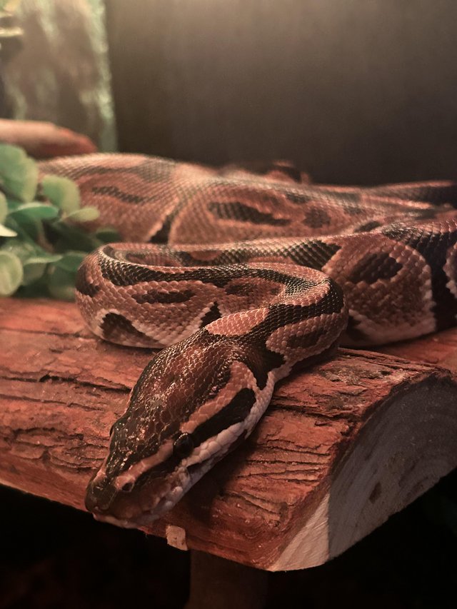 Complete 4ft vivarium set up and ball python — photo 2 of 4
