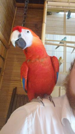 Image 2 of Mango the Scarlet Macaw Now Available