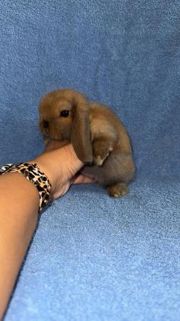 Image 9 of Pure bred mini lop bunny boy