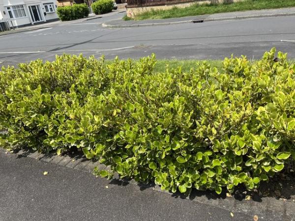 Image 1 of FREE Varigated Griselinia shrubs. Very attractive.