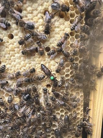 Image 21 of Langstroth Spring Bee Nucs 2024