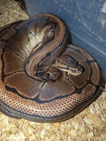 Image 3 of Male Pinstripe royal python for sale