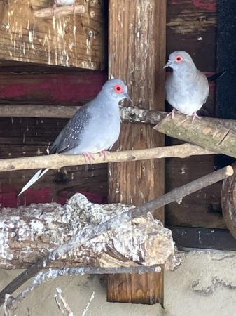Image 1 of Diamond doves aviary birds
