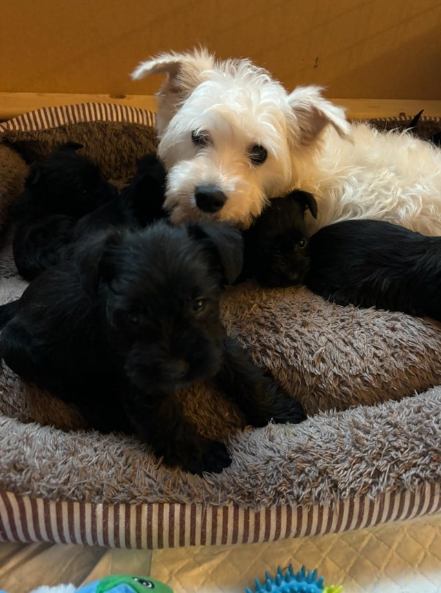 Preview of the first image of KC Registered Miniature Schnauzer Puppies.