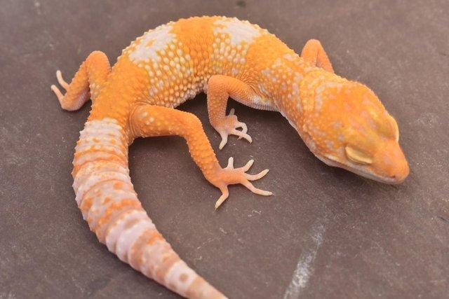 Image 12 of 2023 Leopard gecko Hatchlings available