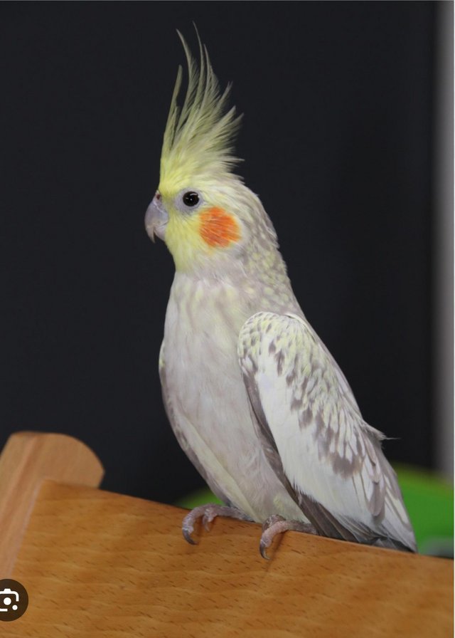 Preview of the first image of Cockatiels wanted.............