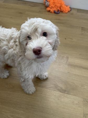 Image 10 of Goldendoodle puppies *** only 1 boy left***