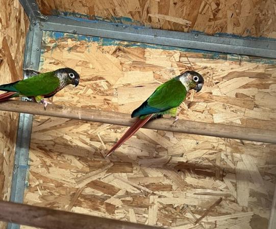 Image 1 of Stunning conure pair for sale