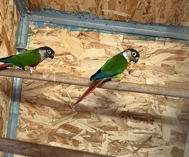 Preview of the first image of Stunning conure pair for sale.