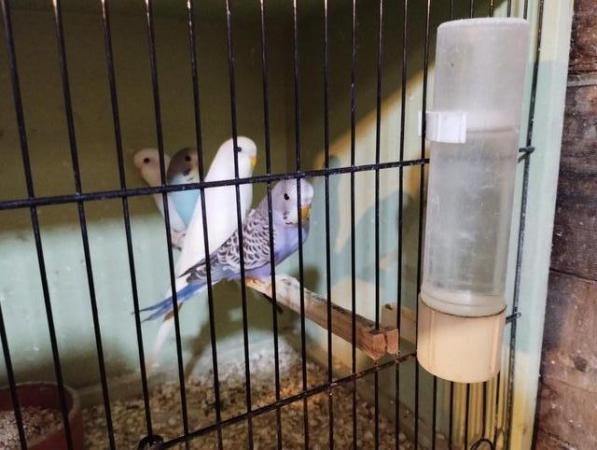 Image 4 of Lovely Baby Budgies ready for sale now
